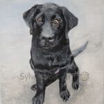 Dog portrait